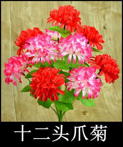 12头果绿杆双色混彩爪菊.jpg