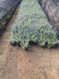 基地直销 蜘蛛兰 剪刀兰 满天星 射干 灌木 小苗 绿化苗木报价