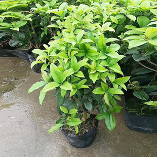 ������ֱ�����@����ľ �����^�p�̨�Gֲ ͥԺֲ�� ���b�ļ���