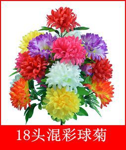 18头球菊首图1_副本