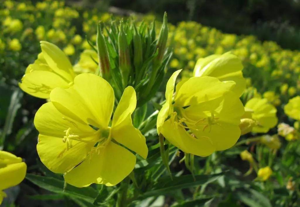 月见草