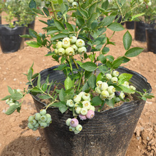 基地批发蓝莓苗果树苗盆栽蓝莓树苗盆栽地栽南方北方当年结果