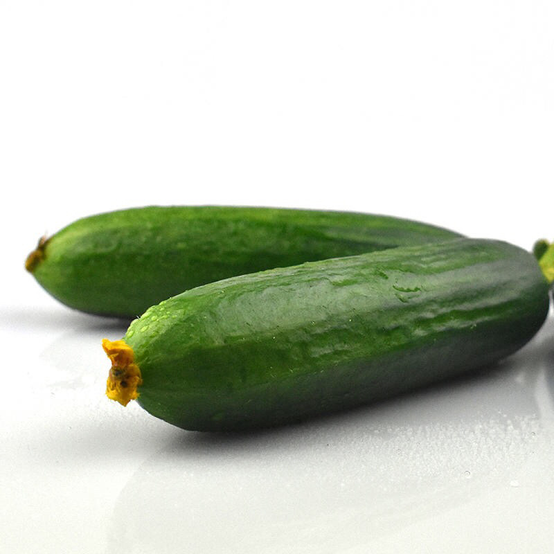 新鲜水果黄瓜5斤装包邮小青瓜农家自种味甘多汁荷兰小黄瓜现摘现|ms