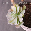 Simulation flower fake succulent micro -landscape succulent pot landscape landscaping material fake meat, eternal flower green plant wall decoration