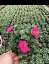 ����ֱ�N ���� �u�ڻ� ��� ��r�� ��Ʒ�N ��Ҏ�� �G����ľ��r