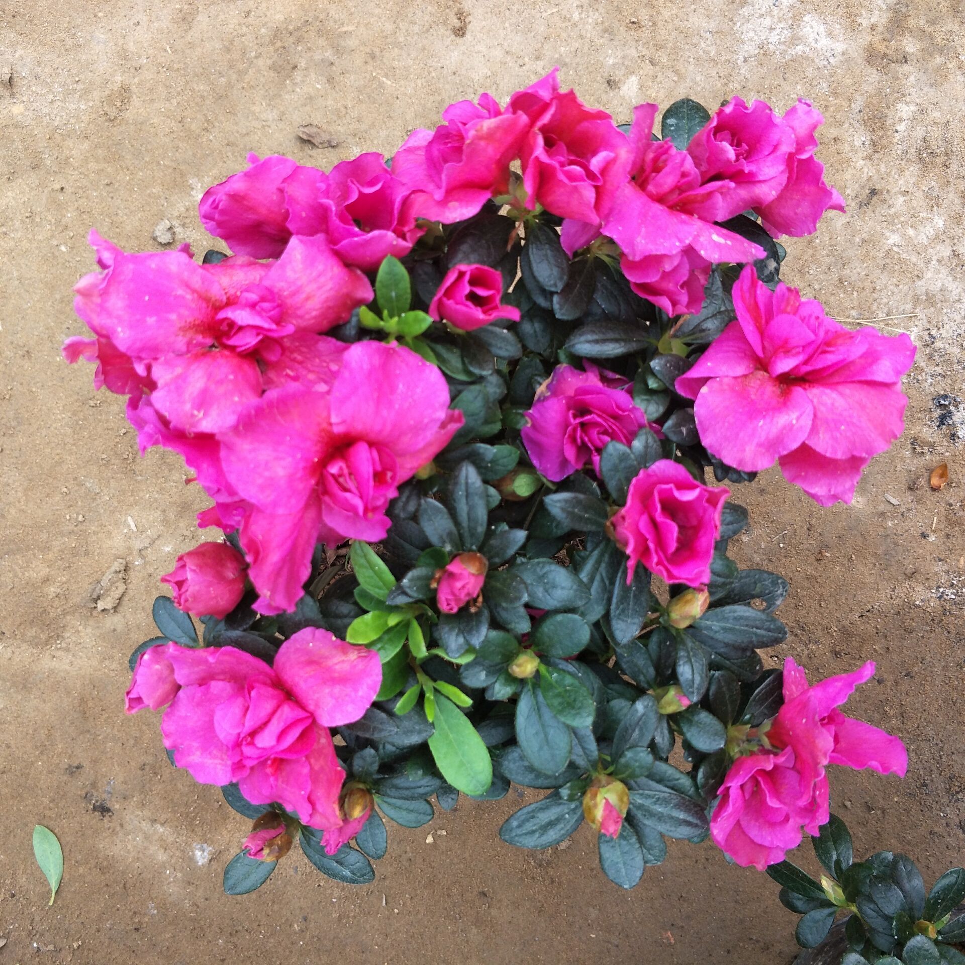 栀子花盆栽花卉植物室内带花苞枝枝花绿植浓香阳台四季开花好养-阿里巴巴