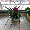 Nursery Direct Selling Fan Rie Rinflower Purple Pineapple Pot Plant Plant Flower Tielan Pot Plant Green Plant Large Discount