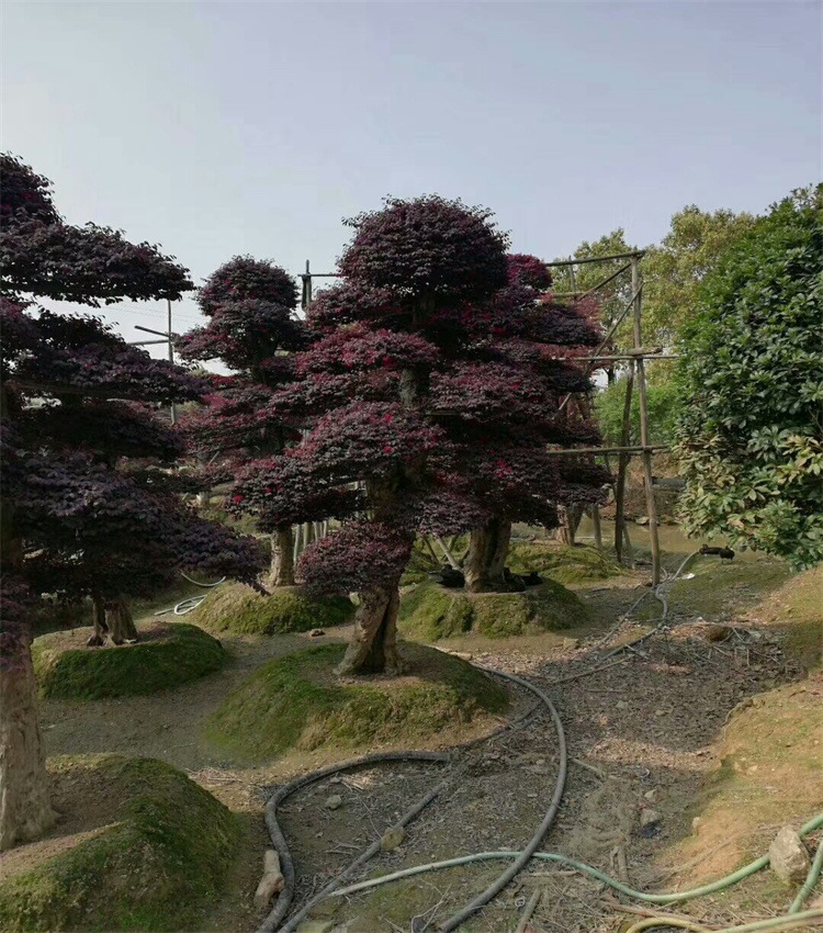 mmexport1535668836851