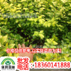 Nursery Direct selling green engineering 50 Cm 3 Branch Up Aurea Privet Seedlings Hot deals