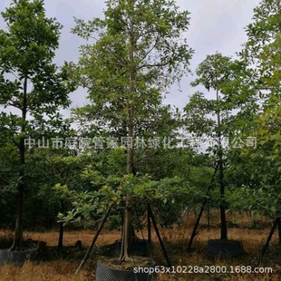 ����ֱ�N ���~��Ӣ ��Ӣ ���~��Ӣ ��� ���Ͷ�Ҏ�� �G����ľ��r