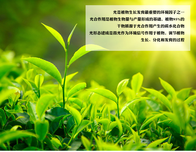 新阿凡达详情页_05