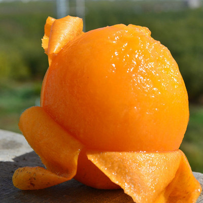 包邮发货米易枇杷大五星3斤5斤新鲜应季水果枇杷酸甜可口批发|ms