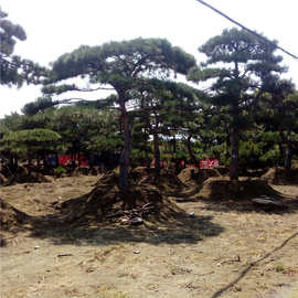 造型黑松树 造型小叶女贞 造型对接白蜡 造型金叶榆 造型苗木价格