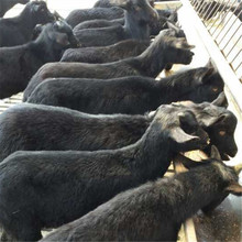 努比亚黑山羊那里有卖 安徽省养羊基地 那里能买到黑山羊