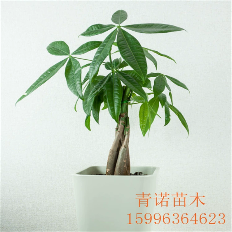 Богатые деревья богатые бамбуковые комнатные настольные зеленые горшечные растения одного купить растения с доставкой горшков для обеспечения свежести