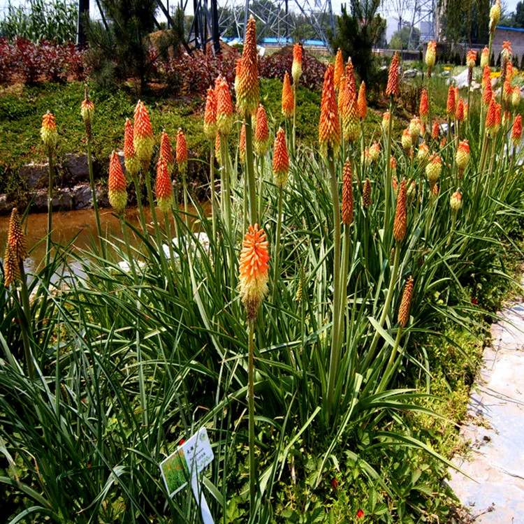 Факел Семена цветов балкон Зеленый пейзаж цветочная клумба сорта можно оплатить