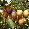 Federation of late autumn yellow pear specifications complete survival rate high. Welcome to online consultation