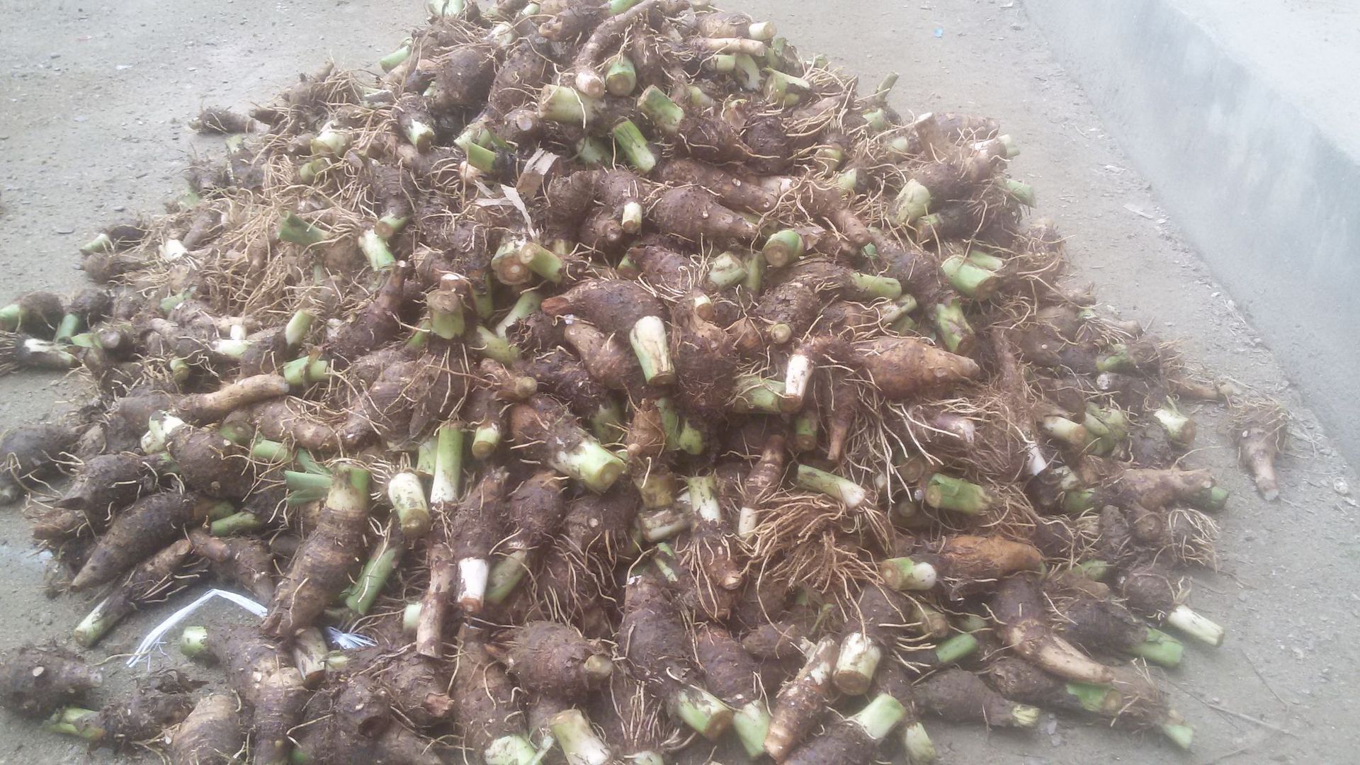 荔浦芋头种植技术与管理 - 花晓网