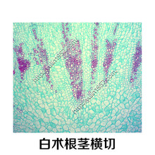 生物实验切片 中药切片 实验器材 白术根茎横切