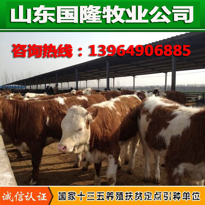 肉牛价格_肉牛市场价格批发_肉牛价格多少钱_肉牛养殖场