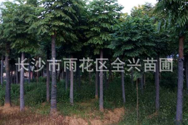 mmexport1531177168437