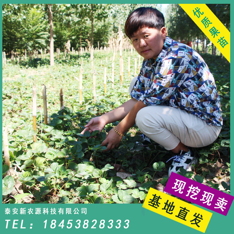 新農(nóng)源草莓苗.jpg