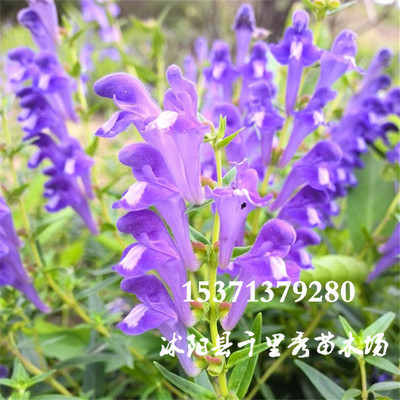 批發優質中藥材黃芩種子山茶根土金茶根種子質優價低長期合作