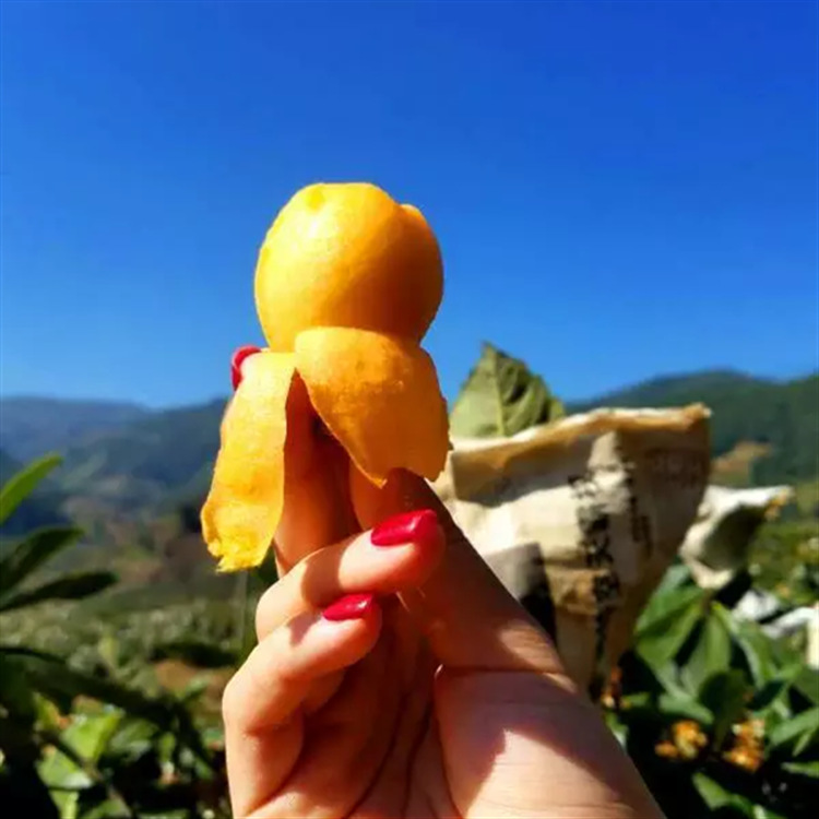 产地货源 米易枇杷当季水果 枇杷3斤包邮  非云霄枇杷  水果代发|ms