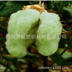 现货 天然彩棉纱 40S 有机 绿色 无毒害