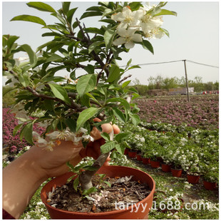 �^�p�O���辰������ �������t������ �޽Ӄ��������O���辰�����