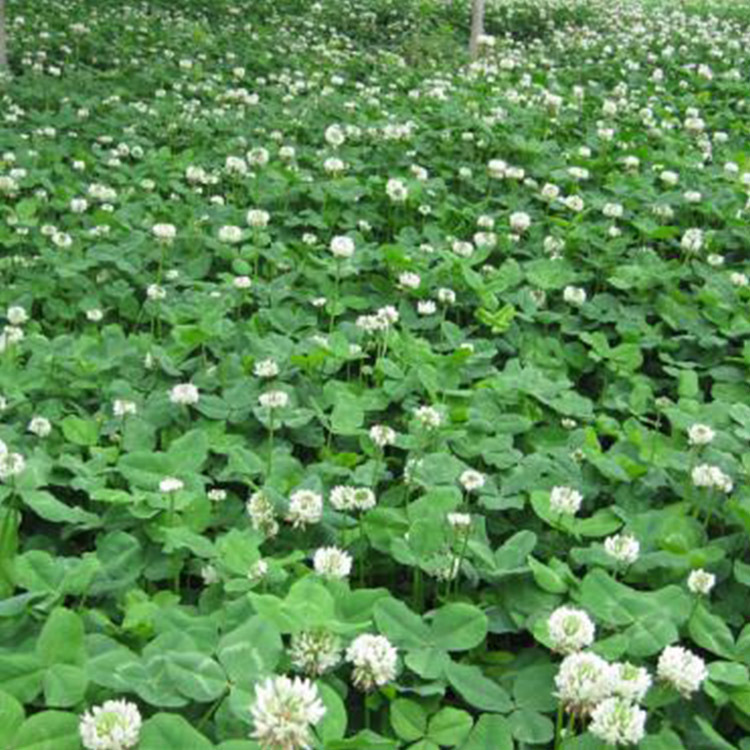 White Clover Red clover turfgrass seed Imported green Botany Seeds Holly seeds