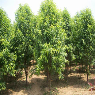 ɽ�|����10�������ϴ���Ҙ��������� ���Ҙ䔵���޴� �gӭ�xُ