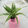 [Direct supply of the base] Observation plant indoor flower plant small potted plants 120 Brazilian beauty iron