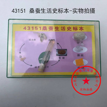ɣ������ʷ�걾 J43151 ����Сѧ��ѧ�걾 ��ѧ�豸 ����
