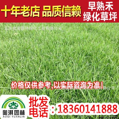 supply green Lawn Cool-season lawns Early maturing grass turf Residential quarters villa Scenic spot Revetment Green belt