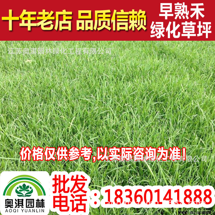 supply green Lawn Cool-season lawns Early maturing grass turf Residential quarters villa Scenic spot Revetment Green belt