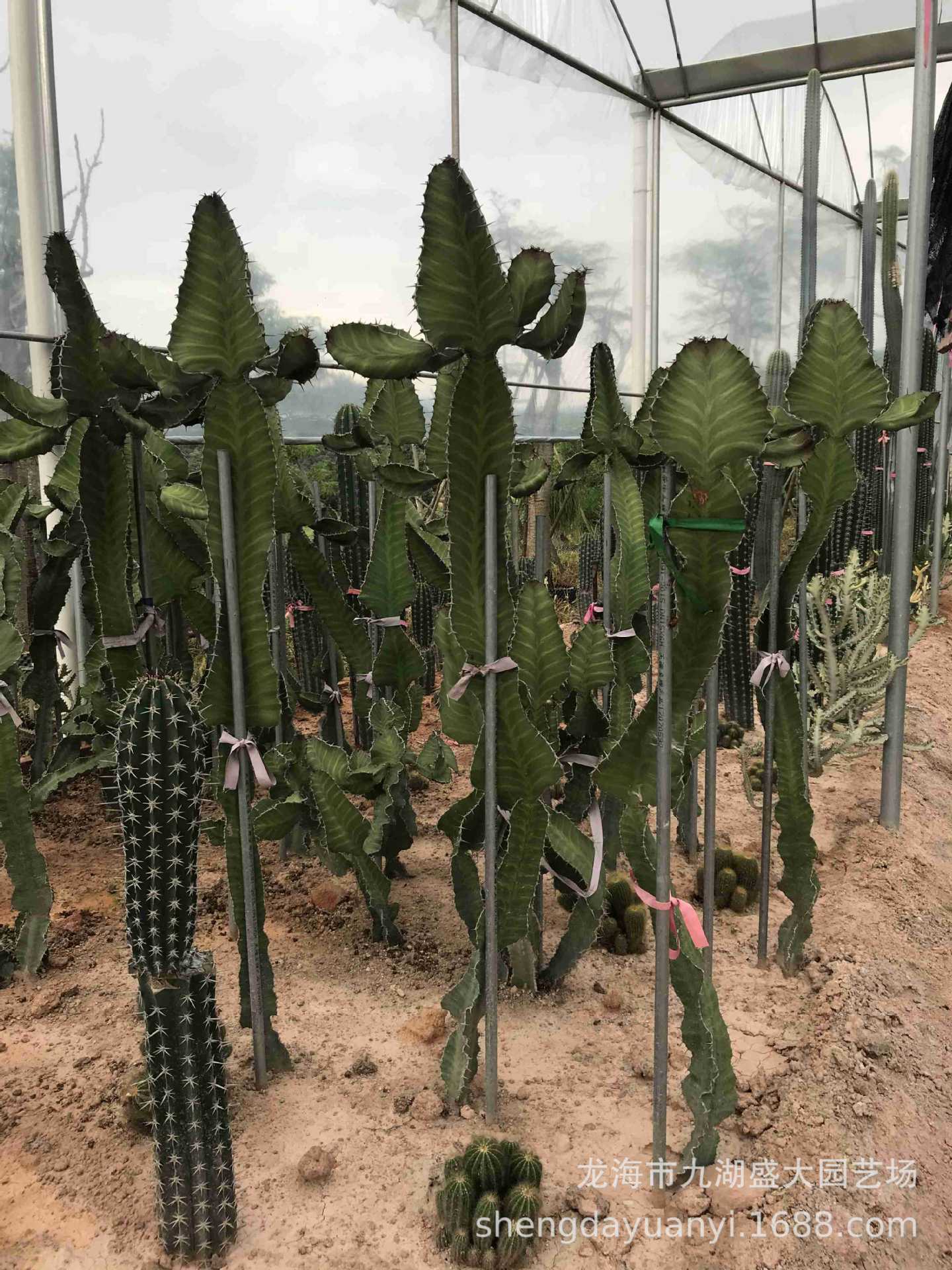 批发大型多浆植物 群生量天尺仙人柱沙生植物 秘鲁苹果仙人掌分叉-阿里巴巴