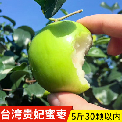 現摘台灣貴妃蜜棗5斤 水果棗子脆甜牛奶蜜棗大青棗包郵