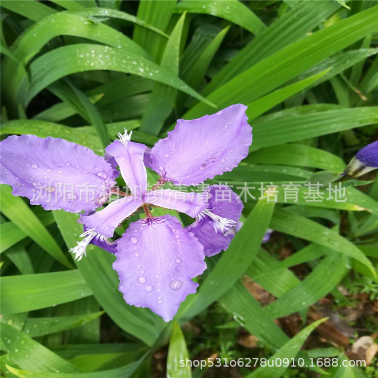 鸢尾草