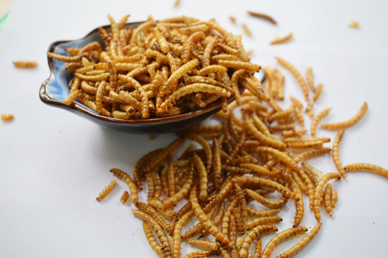 Mealworms Hamsters foodstuff Tortoise Little Turtle feed Null Tenebrio Brazil Bird food