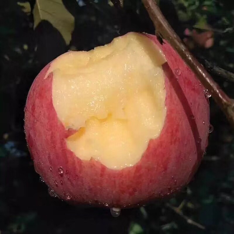 山西丑苹果10斤农家自种新鲜水果现摘现发红富士脆甜中大苹果包邮|ms