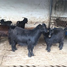 济宁出售 黑山羊 哪个品种的羊出仔率高 种黑山羊价格