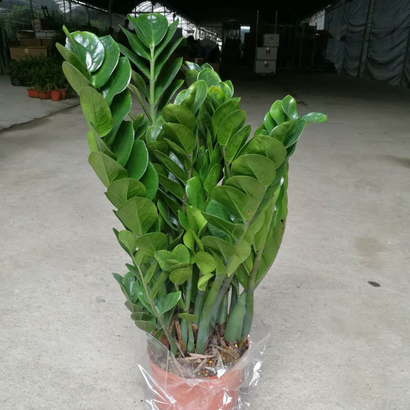 Wholesale Office Flower Potted Plants, Round-Leaf Money Tree Money String, Money Tree Indoor Green Plants, Creative Bonsai