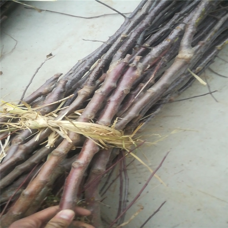 wx_camera_1515229788320