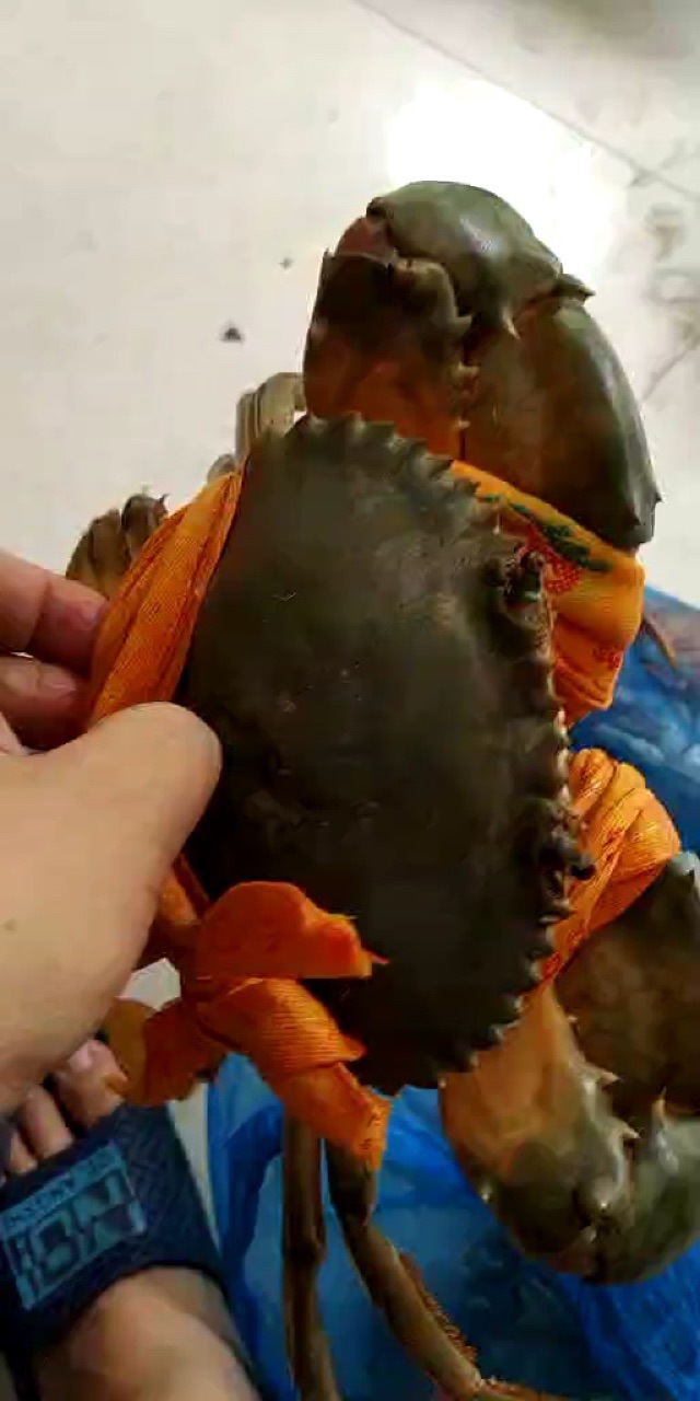 自家养殖正宗三门青蟹猷蠓批发顺丰运费自理