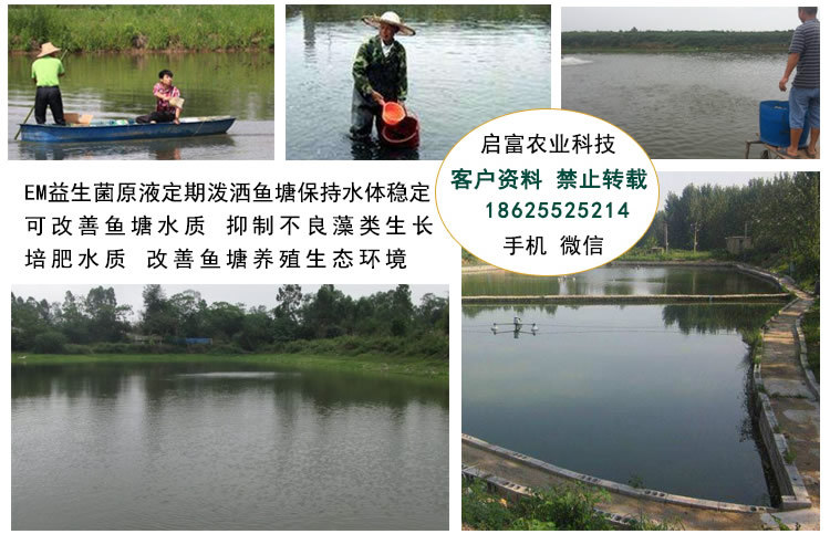 启富鱼儿健益生菌菌液