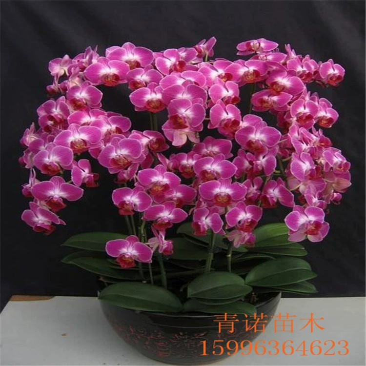 Базовые прямые цветочные саженцы фаленопсиса полные спецификации Зеленые саженцы фаленопсиса в горшках с доставкой Горшков