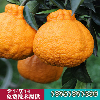 嫁接橘子树苗四川不知火丑橘树苗南北方种植橘子苗桔子苗柑橘树苗|ru