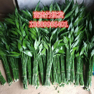 Hainan Big Fortune Bamboo Products Прямая продажа Dazhu Hydroponic Plants Daaqingzhu Bamboo Bamboo Полностью бамбуковая база оптом