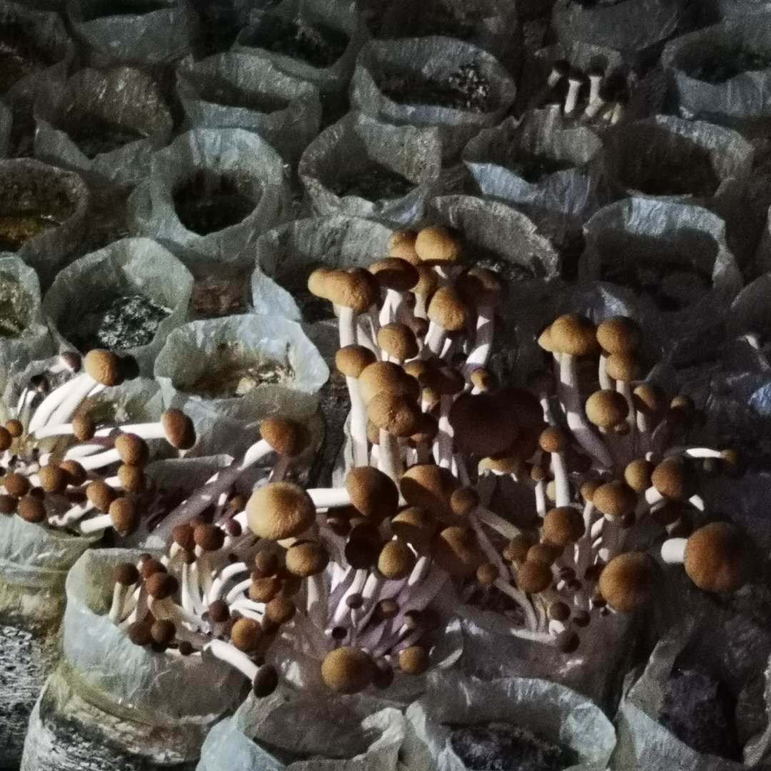 萝小萌食记｜茶树菇，隐藏许久的菌菇天花板 - 哔哩哔哩